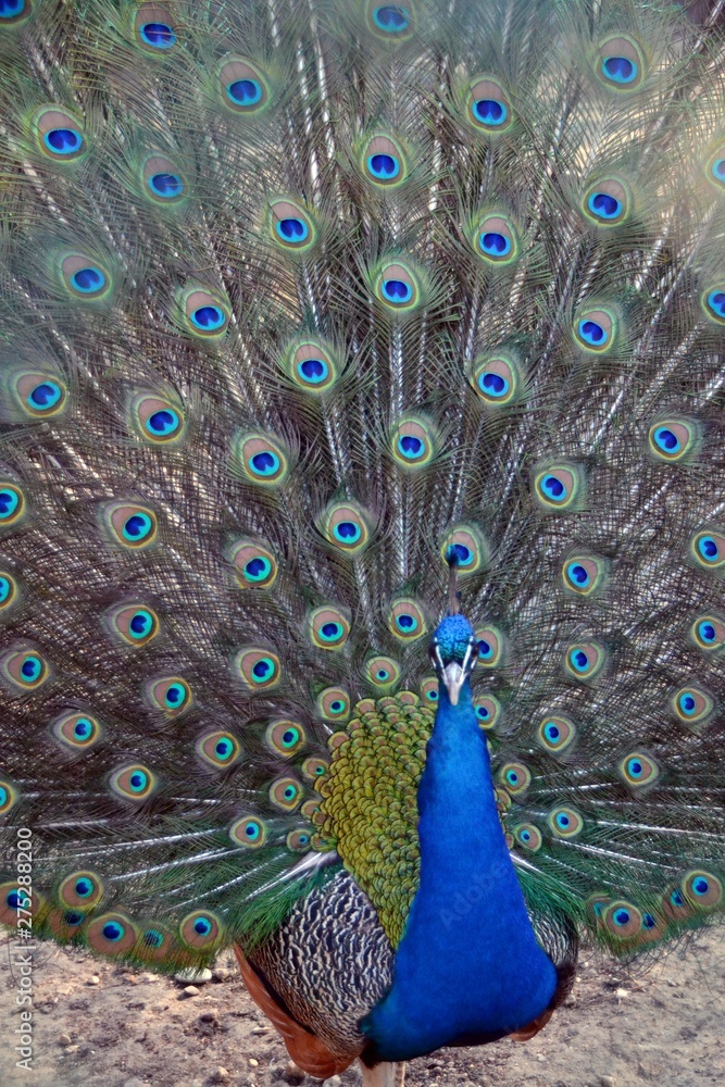 Fototapeta premium The colorful peacock dissolved the tail