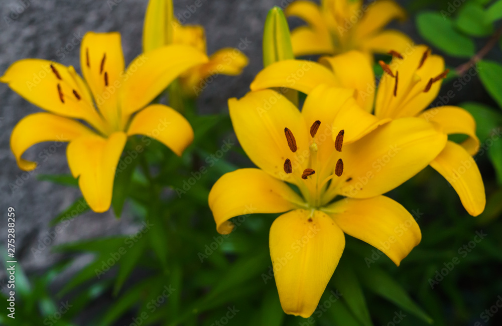 Obraz premium Beautiful yellow lily flowers in the summer garden.