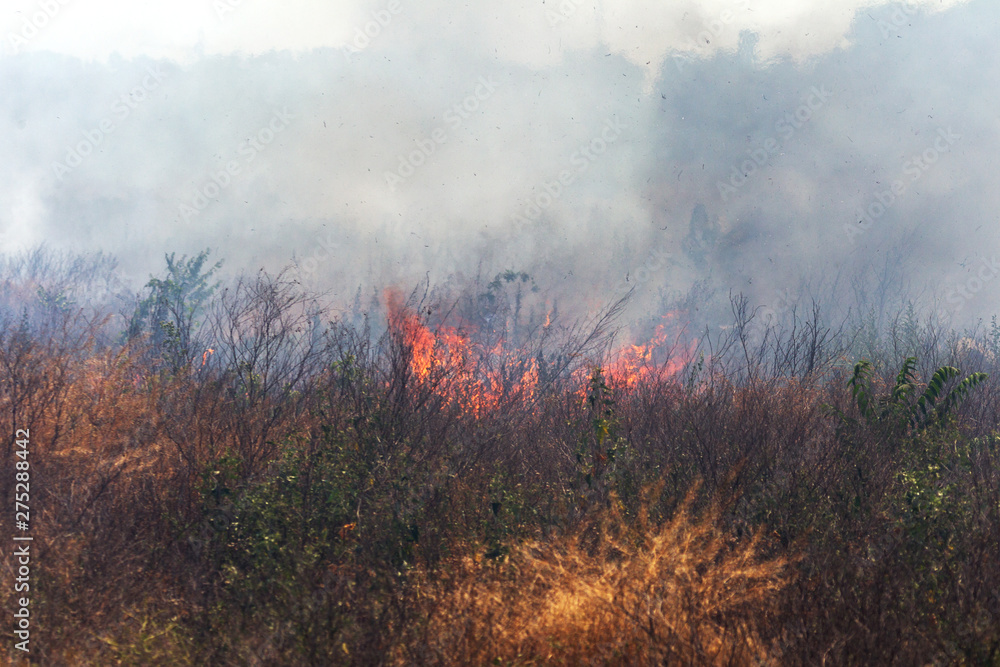 Strong smoke in steppe. Forest and steppe fires destroy fields and steppes during severe droughts. Fire, strong smoke. Blur focus due to jitter of hot hot fire. Disaster, damage, risk to houses