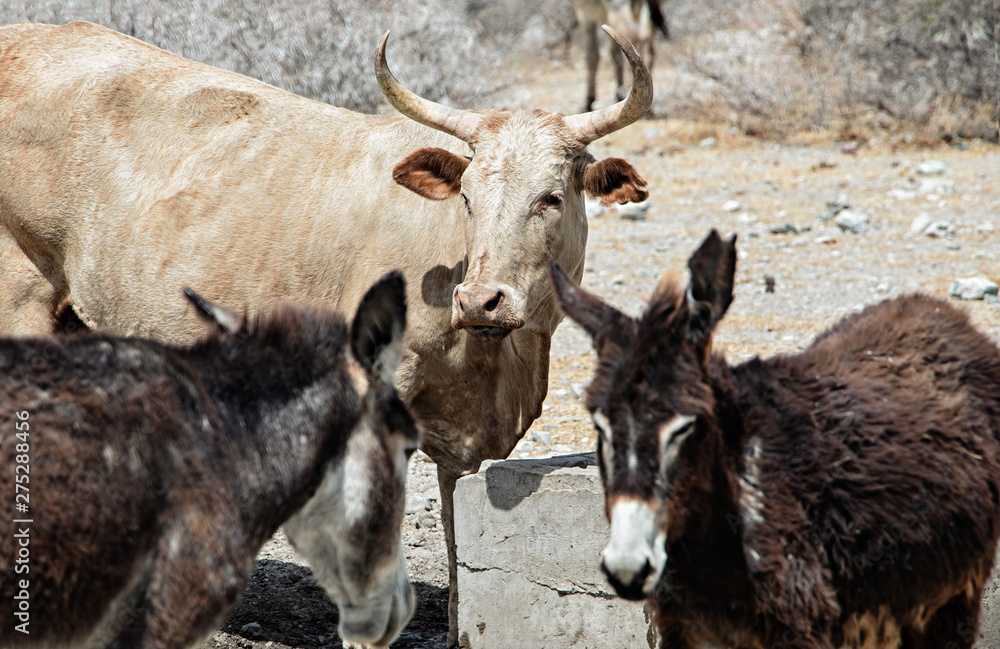 Fototapeta premium Desert donkeys