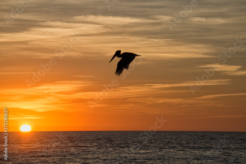 Sunset over Gulf of Mexico with silhouette of pelican  Florida