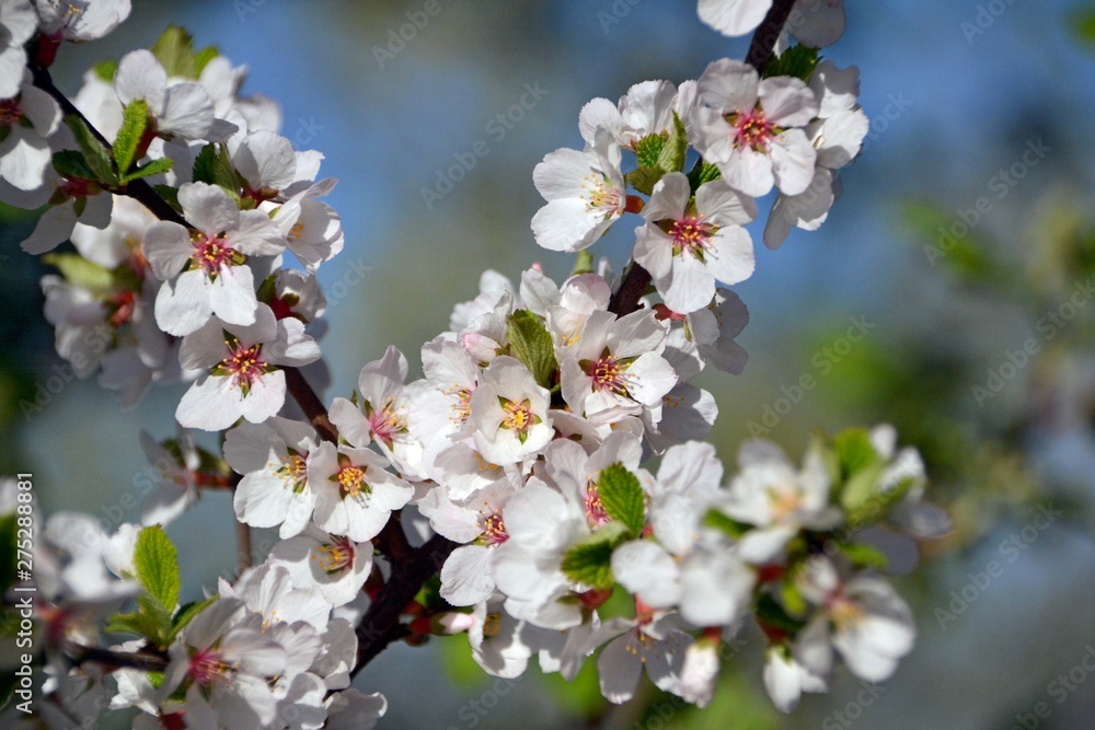 Gentle spring cherry blossom