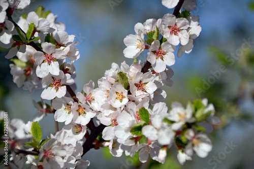 Gentle spring cherry blossom