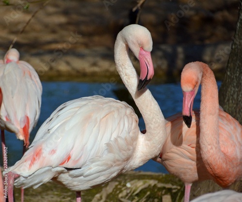 Portrait of pink and red flamingo