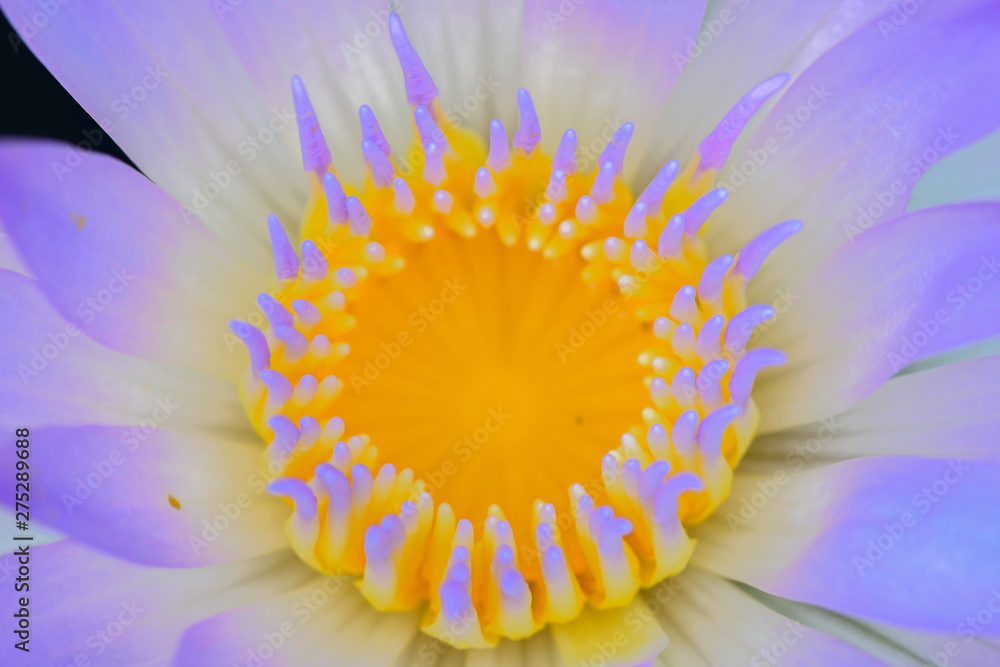 Closeup by Selective Focus Pollen Lotus flower,Purple lotus,Yellow lotus,Nectar for insect food,Colorful and beautiful flower.