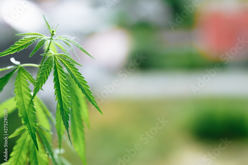 Beautiful green hemp bush. Growing medicinal cannabis. CBD oil. Medical extract. Marijuana commercial grow. Concept of herbal alternative medicine. Copy space