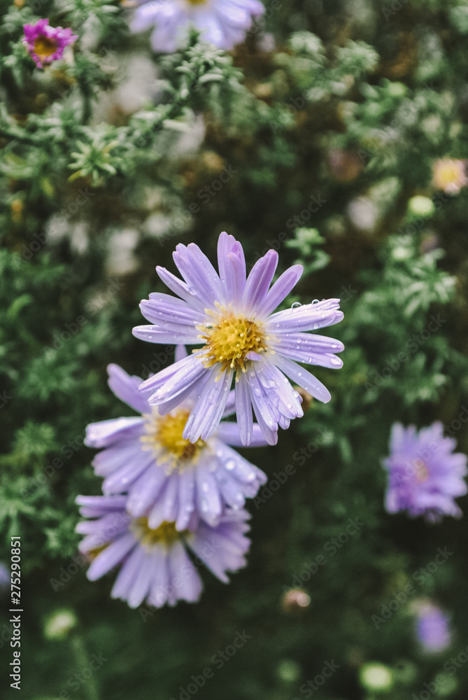 Fototapeta premium purple flower in the garden
