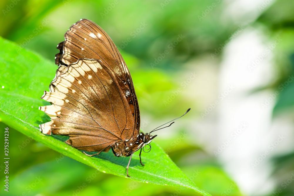 Closeup Butterfly on the green Leaves in nature. Closeup Butterfly on the green Leaves in nature.