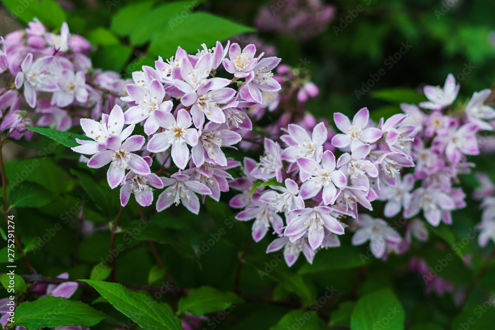 Beautiful branches of decorative pink jasmine in the summer. Beautiful branches of decorative pink jasmine in the summer.