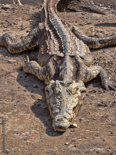Nile Crocodile, Crocodylus niloticus, lies at Awash Falls, Ethiopia