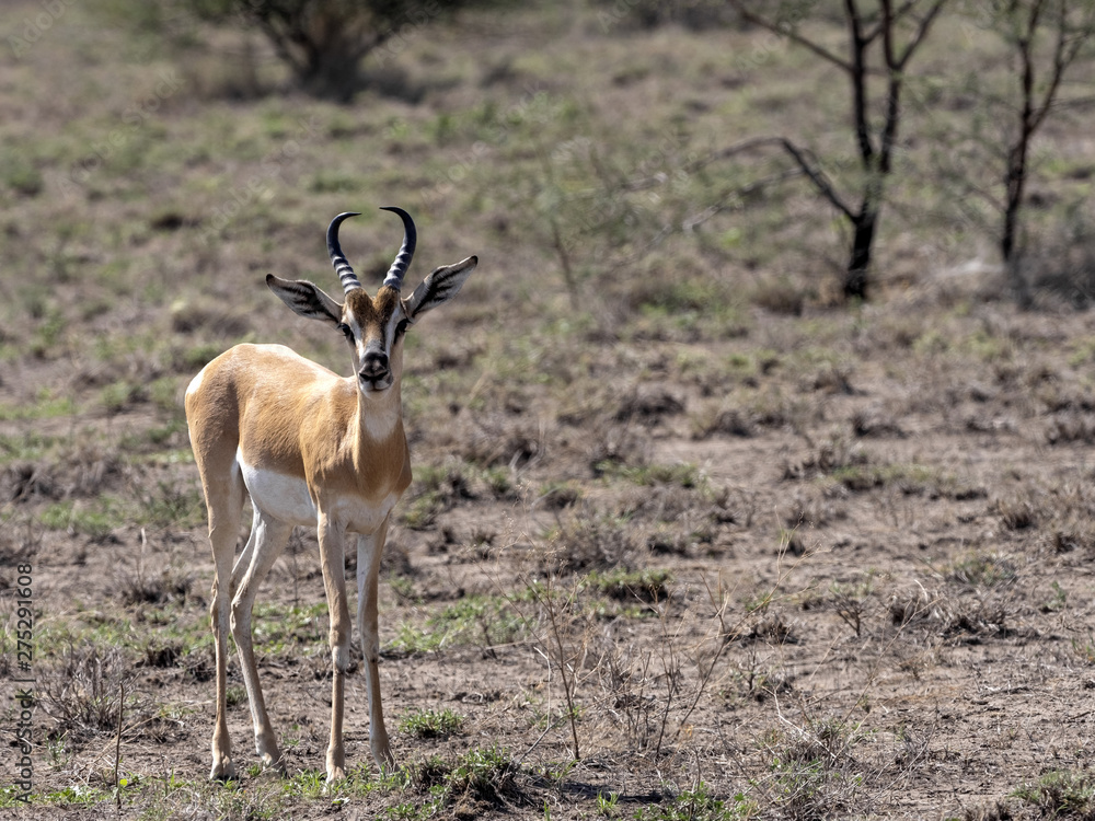 Very rare Soemmering gazelle, Gazella. soemmeringi, Awash National Park, Ethiopia Very rare Soemmering gazelle, Gazella. soemmeringi, Awash National Park, Ethiopia