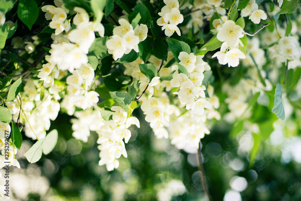 jasmine flowers background, spring, summer jasmine flowers background, spring, summer