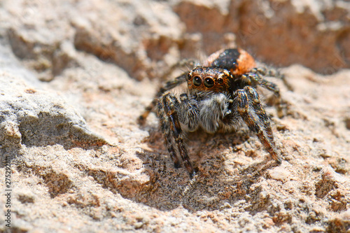 Goldaugenspringspinne (Philaeus chrysops) - jumping spider photo