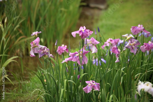 二の丸庭園の花菖蒲