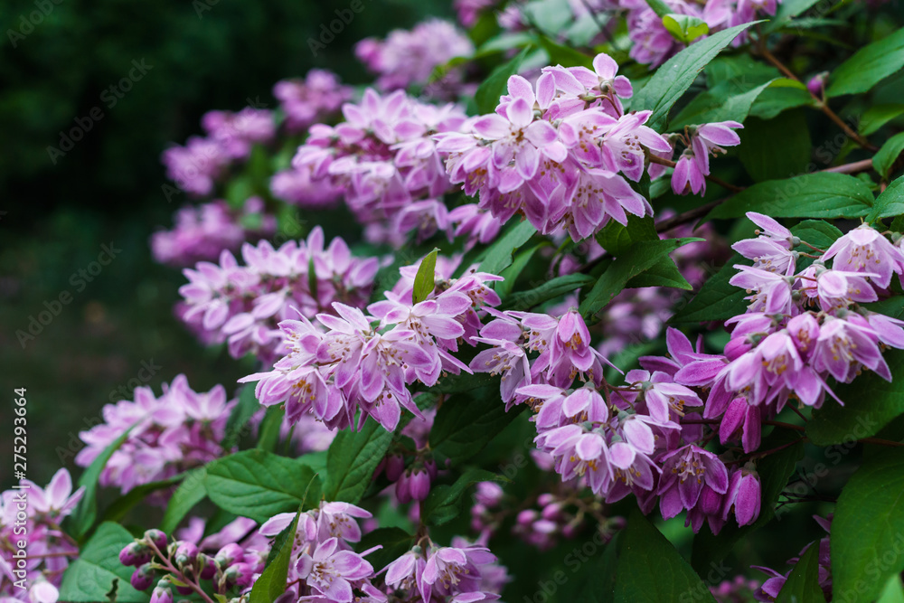 Beautiful branches of decorative pink jasmine in the summer. Beautiful branches of decorative pink jasmine in the summer.