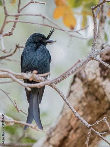 Le Drongo malgache