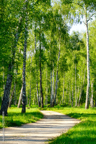 Footpath in beautiful birch forest in Russia. Beautiful birch trees with white birch bark in birch grove among other birch trees.