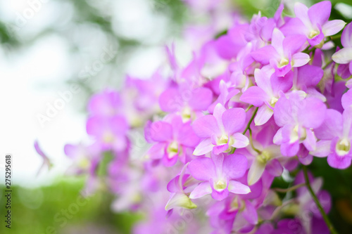 Purple orchids are on the tree.Selective Focus and blurry behind.