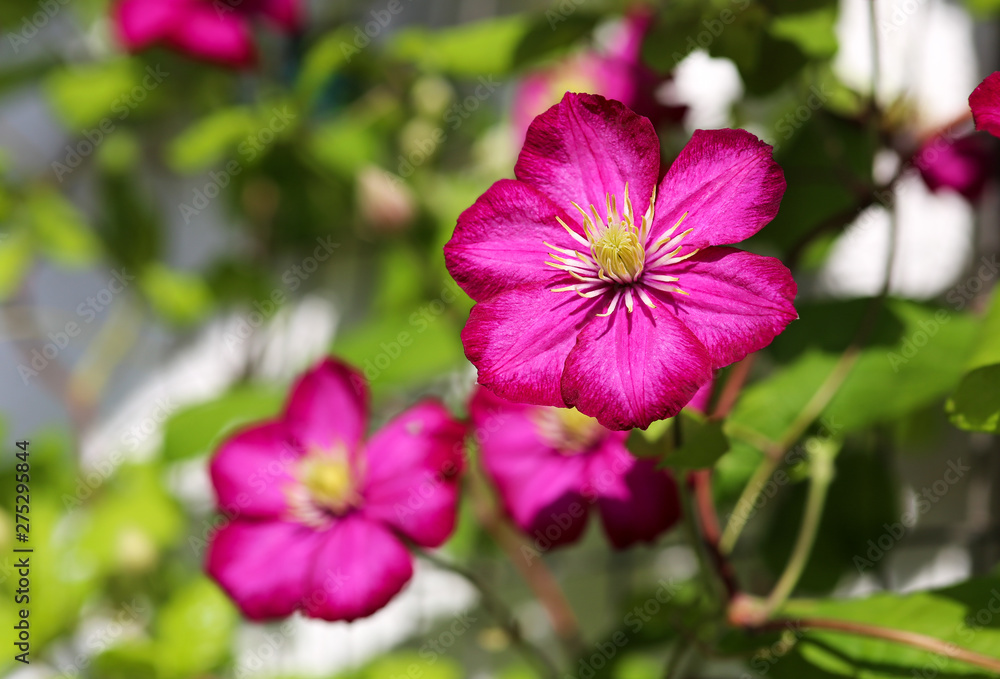 Magenta clematis blossoms in the garden