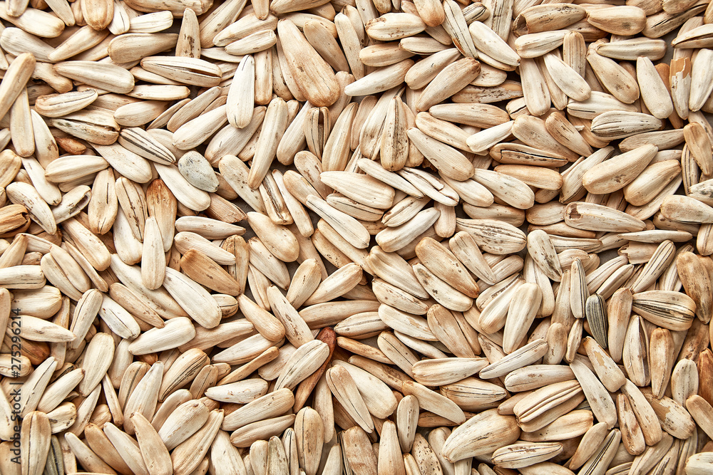 White sunflower seeds. White sunflower seeds for texture or background. White sunflower seeds macro close up White sunflower seeds. White sunflower seeds for texture or background. White sunflower seeds macro close up