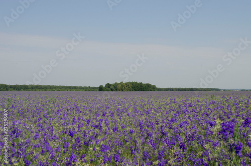 Field covered with blue bells