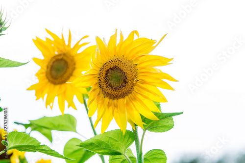 bright yellow sunflowers isolated on white background