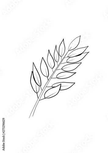 Simple hand drawn black and white trendy line art abstract eucalyptus branch. Monochrome print for clothes  poster  logo  