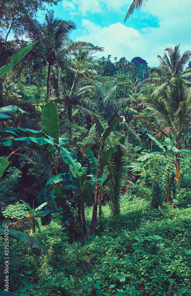 Fototapeta premium The jungle forest. Landscape in Bali.