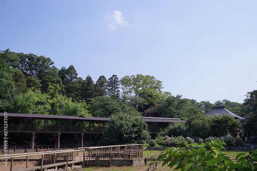 Fototapeta premium 本土寺の回廊と菖蒲田