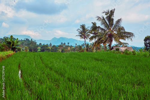 Rice fields in Bali.