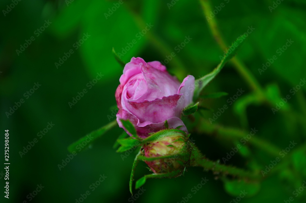 Lovely and romantic blooms of the Tea rose in the garden Lovely and romantic blooms of the Tea rose in the garden