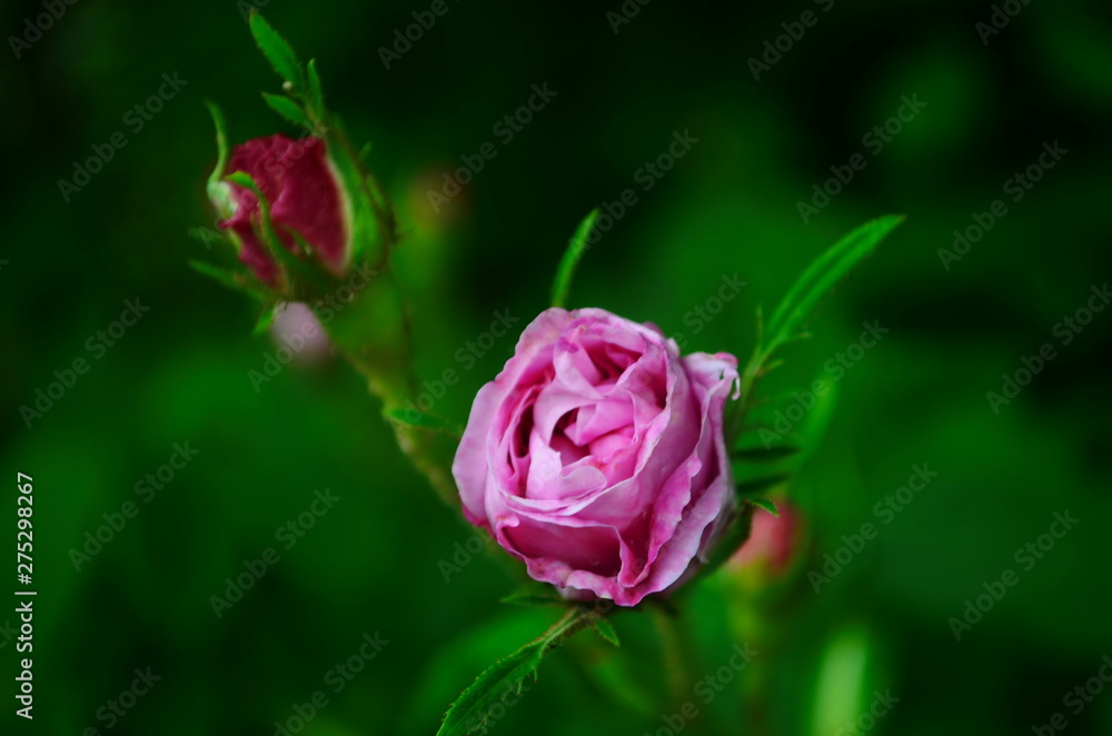 Lovely and romantic blooms of the Tea rose in the garden