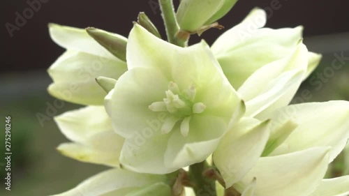 Flowering Flowers Yucca Close Up