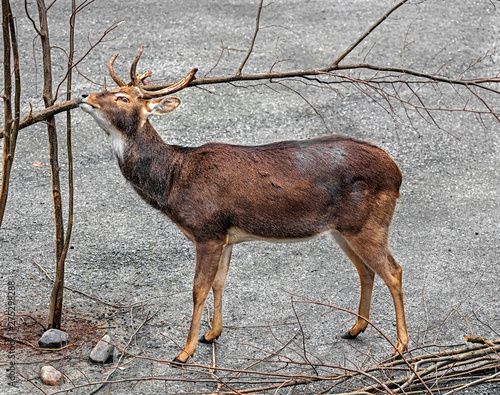 Eld`s deer also known as the thamin or brow-antlered deer. Latin name - Panolia eldii