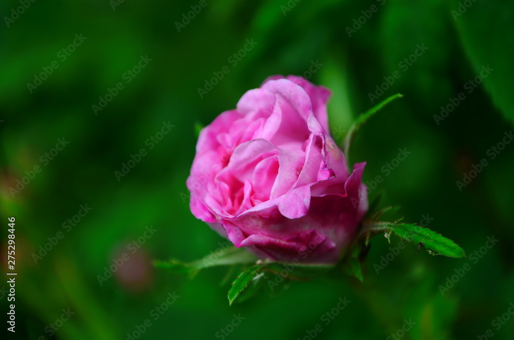 Lovely and romantic blooms of the Tea rose in the garden Lovely and romantic blooms of the Tea rose in the garden