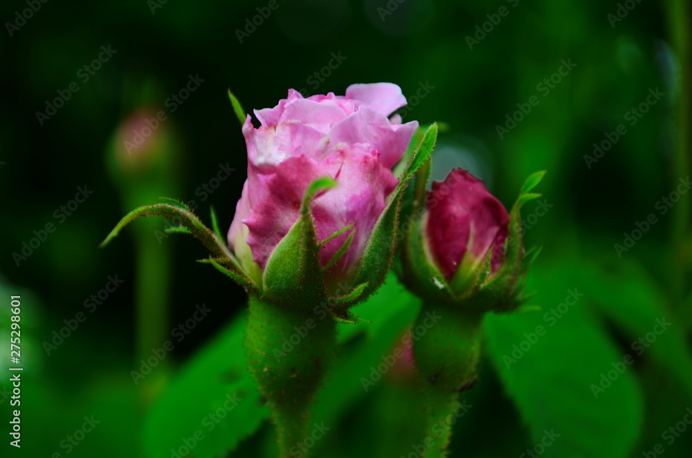 Lovely and romantic blooms of the Tea rose in the garden Lovely and romantic blooms of the Tea rose in the garden