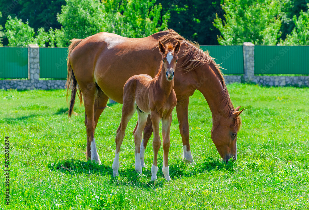 Fototapeta premium Red foal with mare on green grass in the pen