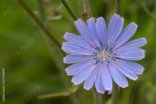 Beautiful blue wildflower on a sunny day