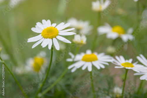 Fresh wildflowers spring or summer design. Floral nature daisy abstract background in green and yellow