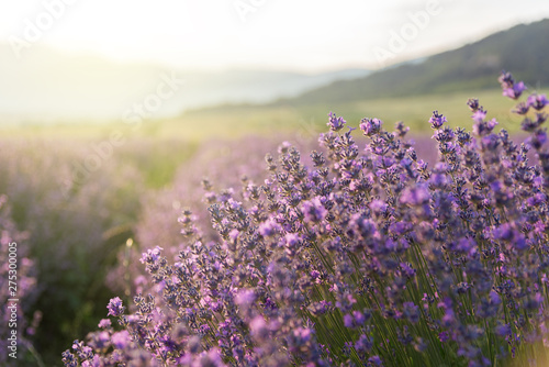Photography Blooming lavender in a field at sunset.
