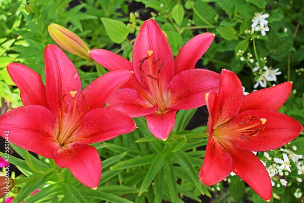 Beautiful red lilies on the flower bed in the garden.