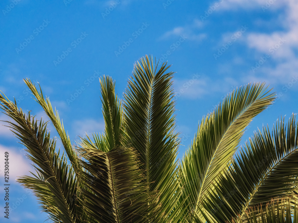 Fototapeta premium Natural palm tree leaves at sunrise with blue sky