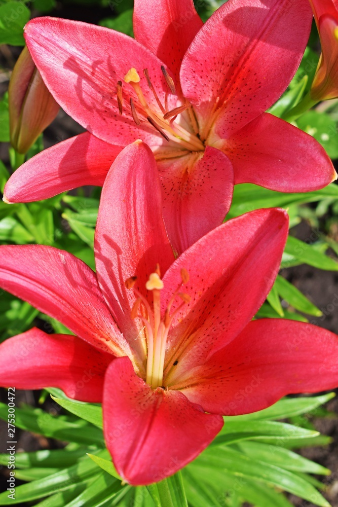 Beautiful red lilies on the flower bed in the garden. Beautiful red lilies on the flower bed in the garden.