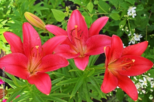 Beautiful red lilies on the flower bed in the garden.