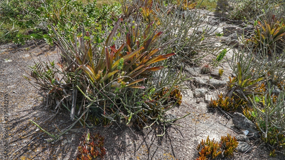 Fototapeta premium Trilha Brejo da Madre de Deus