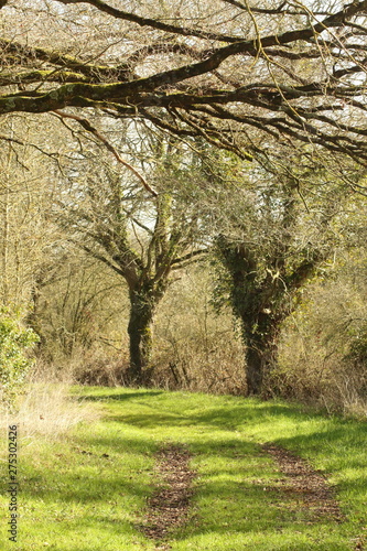 L'allée des arbres