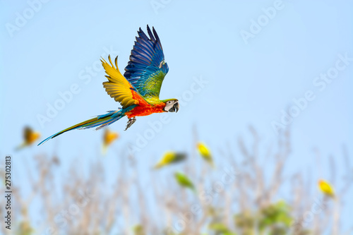 Green wing macaw flying with blue sky background.