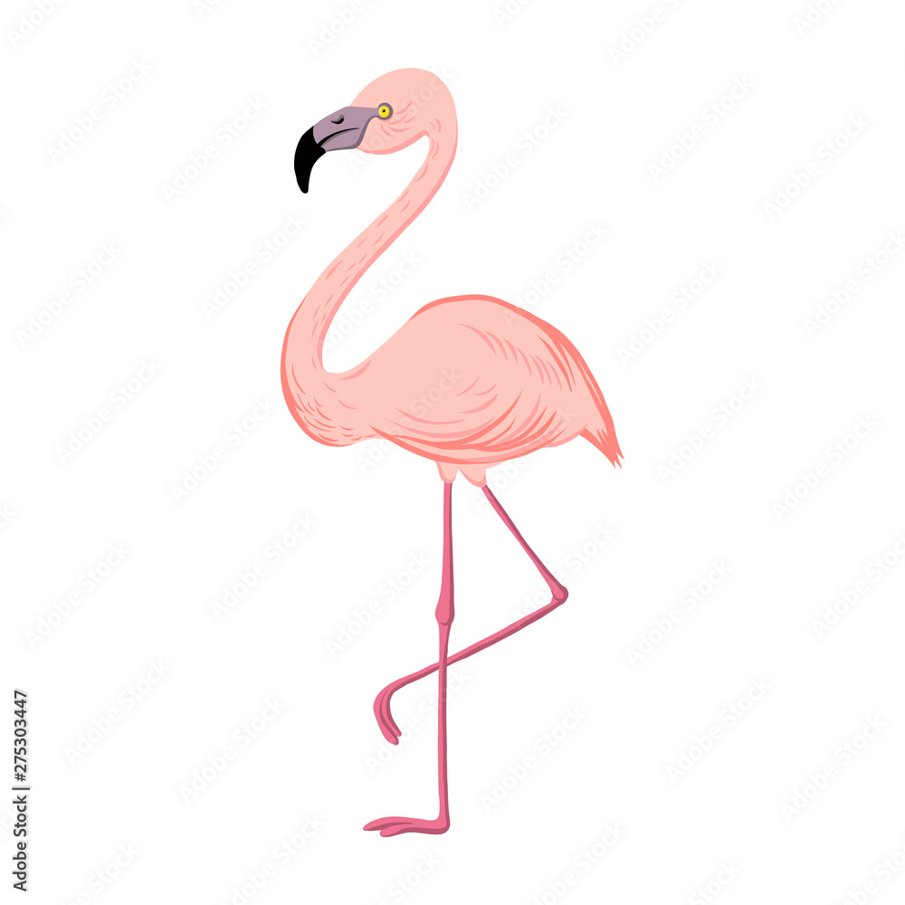 vector drawing Flamingo