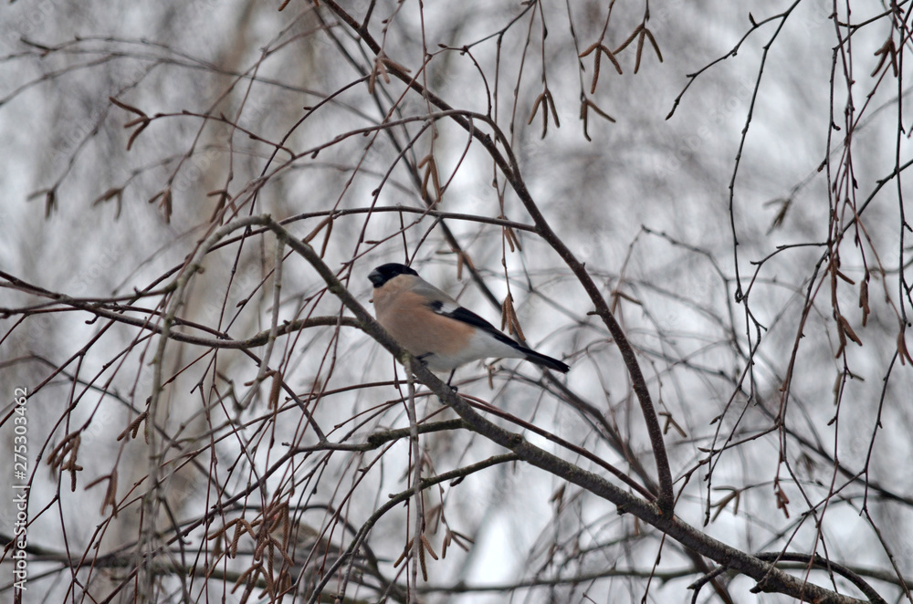 Bullfinch in the wild. Winter birds of central Russia Bullfinch in the wild. Winter birds of central Russia