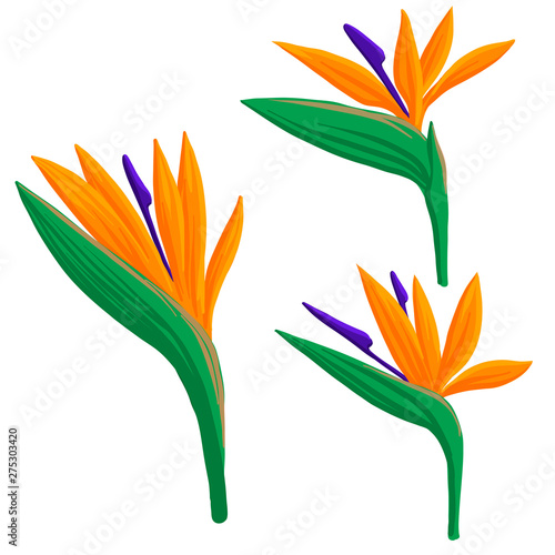 vector drawing flowers